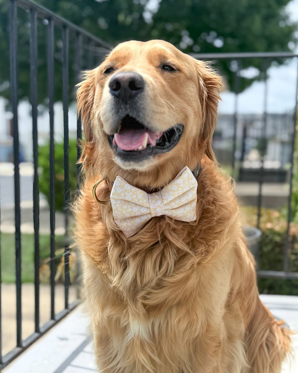 Summer Collar Bows