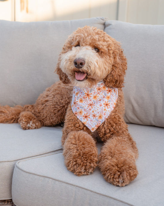 Brown dog with a floral bandana sitting on a light gray couch.