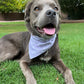 Bark ranger- choose your colorway!