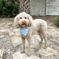 Dog standing on a stone path with a bandana in an outdoor setting