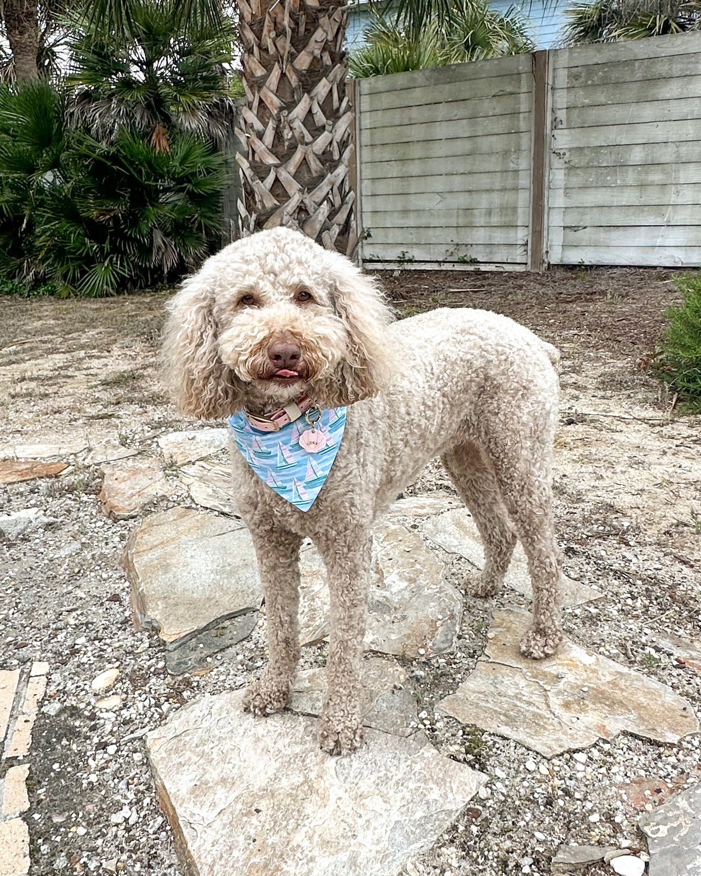 Dog standing on a stone path with a bandana in an outdoor setting