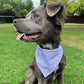 Bark ranger- choose your colorway!