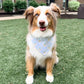 Dog wearing a blue bandana with white patterns sitting on grass.