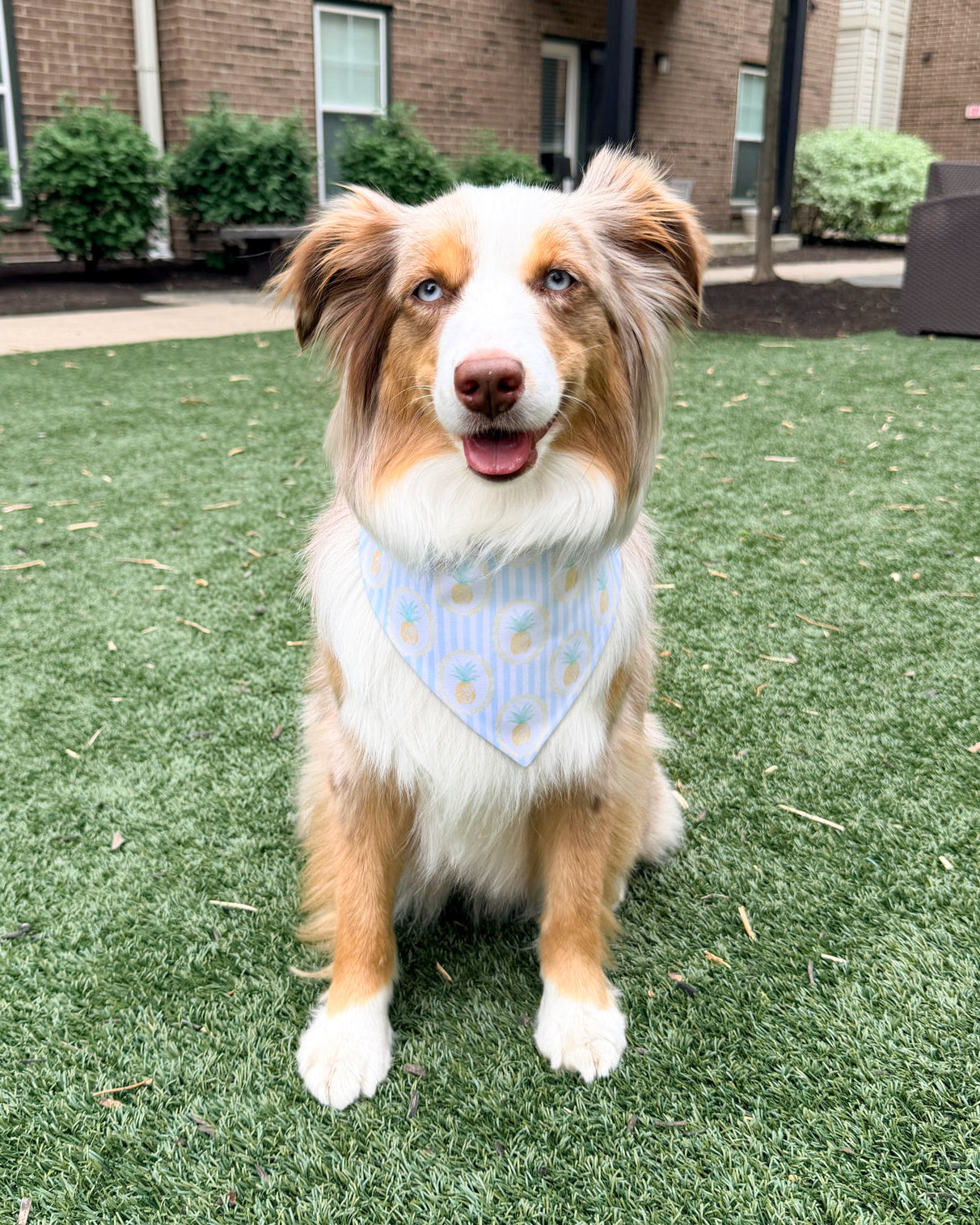 Dog wearing a blue bandana with white patterns sitting on grass.