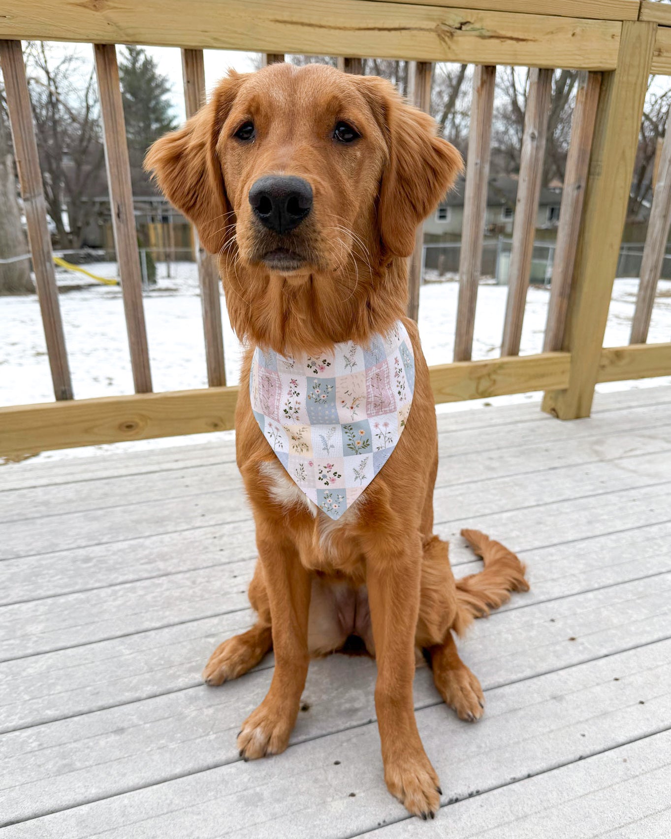 Dog wearing a bandana sitting on a wooden deck with a snowy background