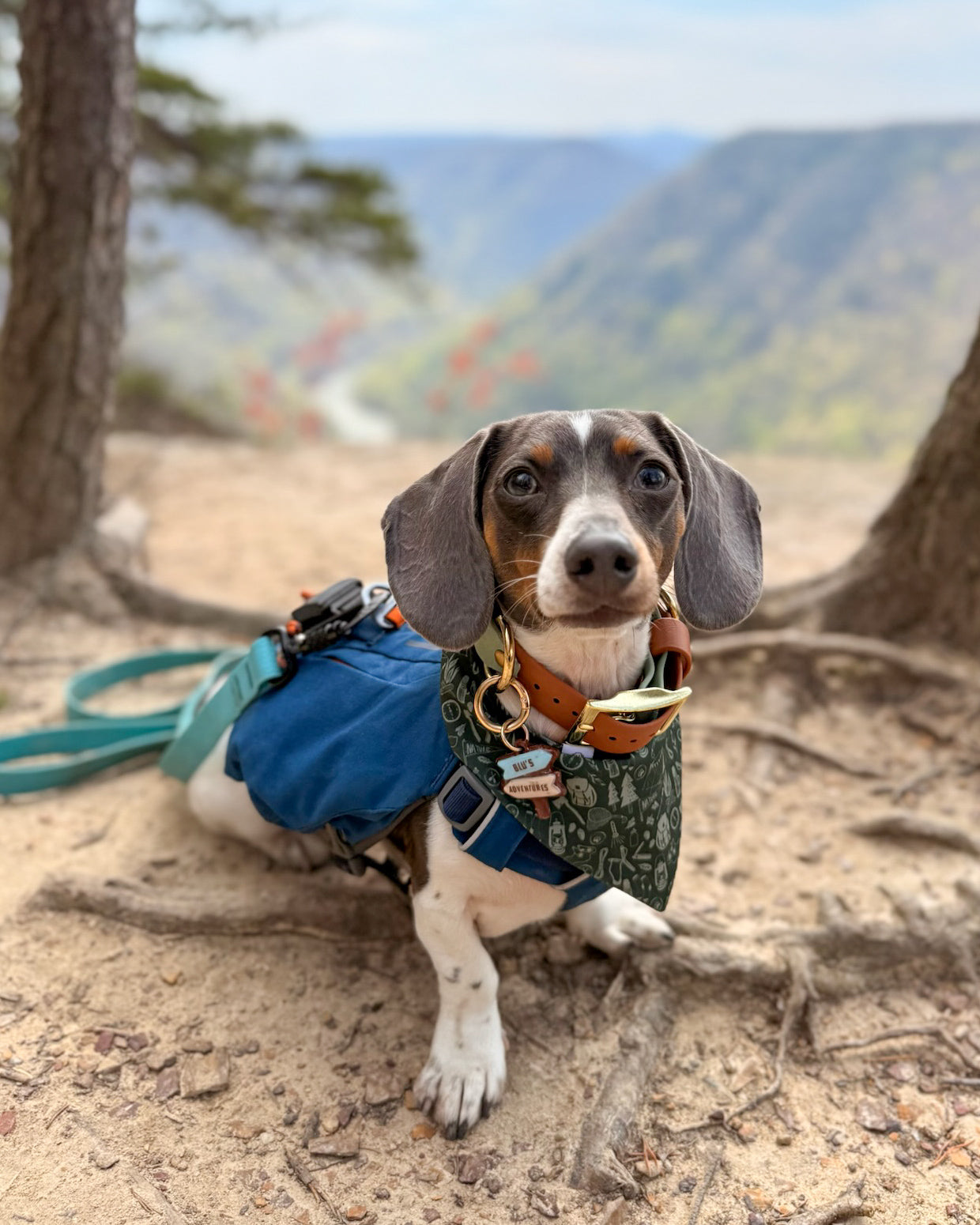 Small dog wearing a hiking bandana while on a hike in the mountains