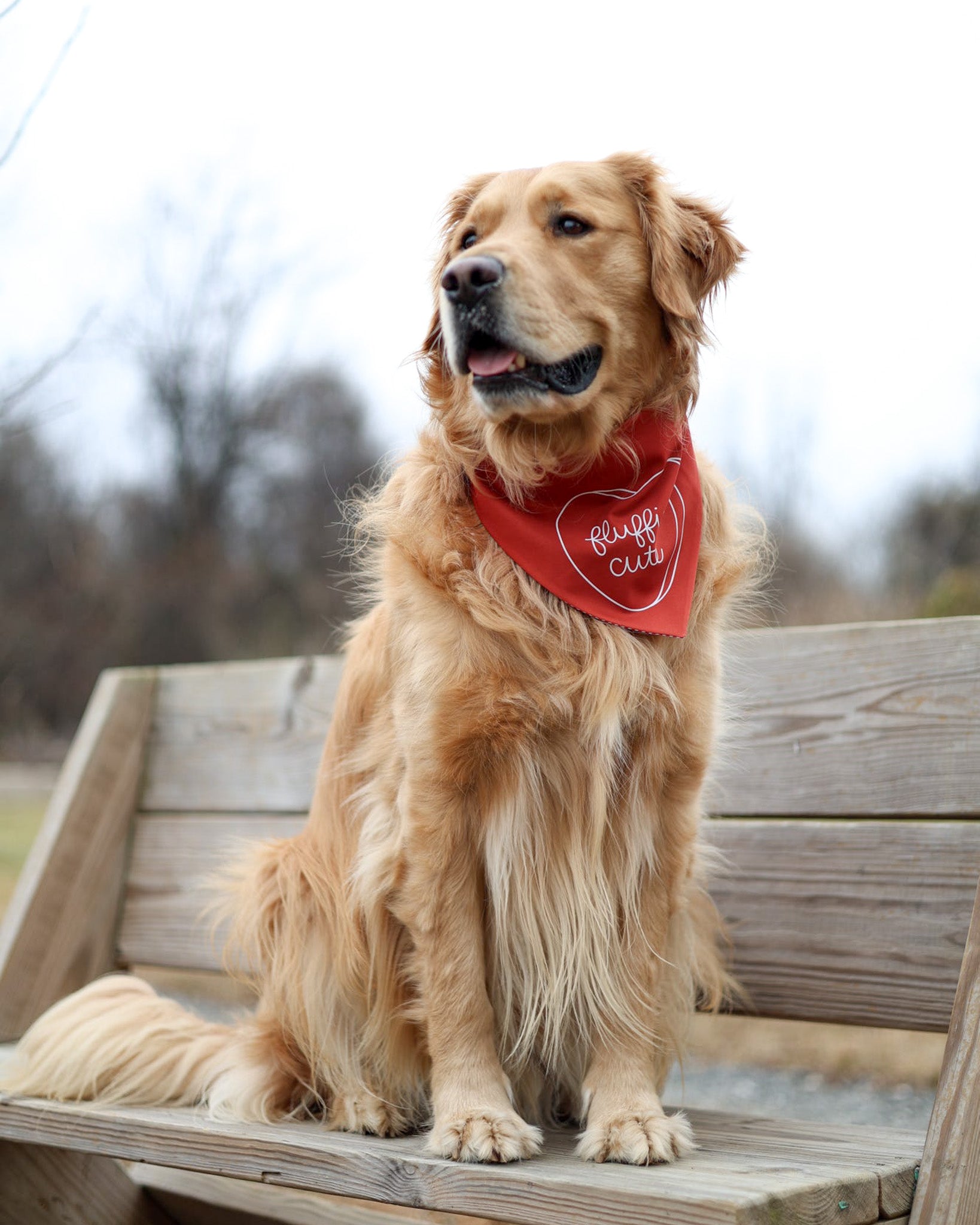 Golden retriever wearing a red bandana sitting on a wooden bench outdoors.