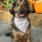 Fall BYOB (build your own bandana)