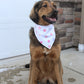 Dog wearing a bandana sitting outside