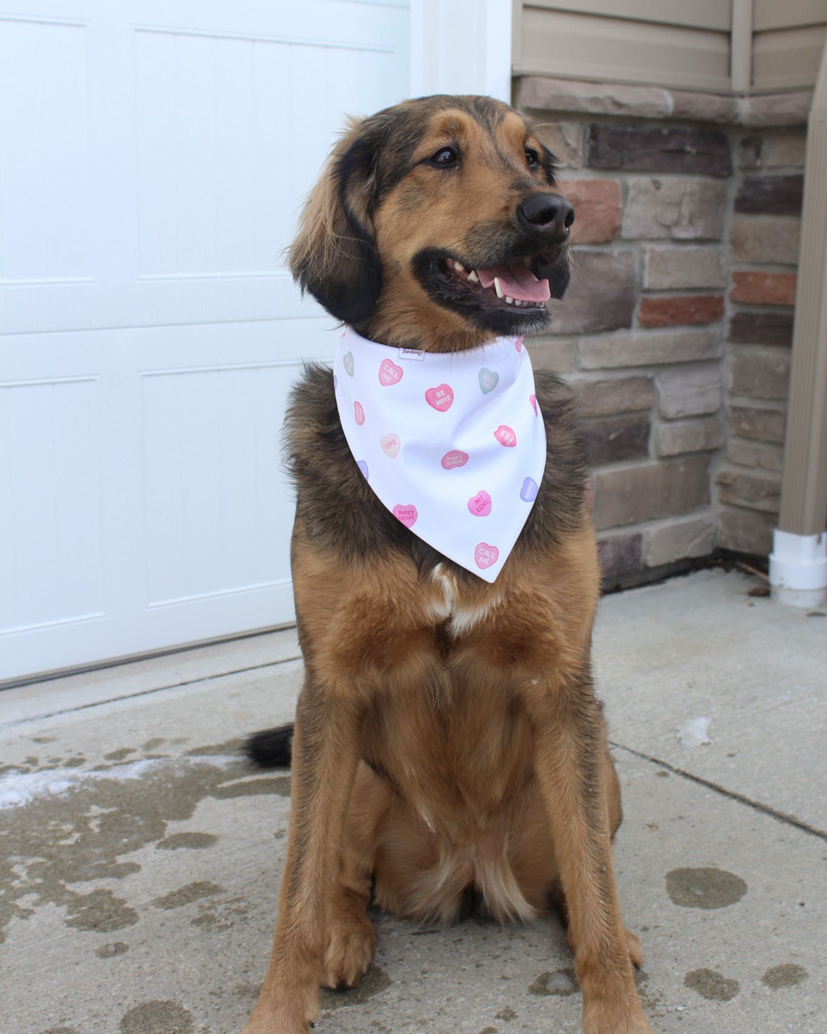 Dog wearing a bandana sitting outside