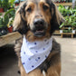Dog wearing a white bandana with blue patterns in an outdoor setting with plants.