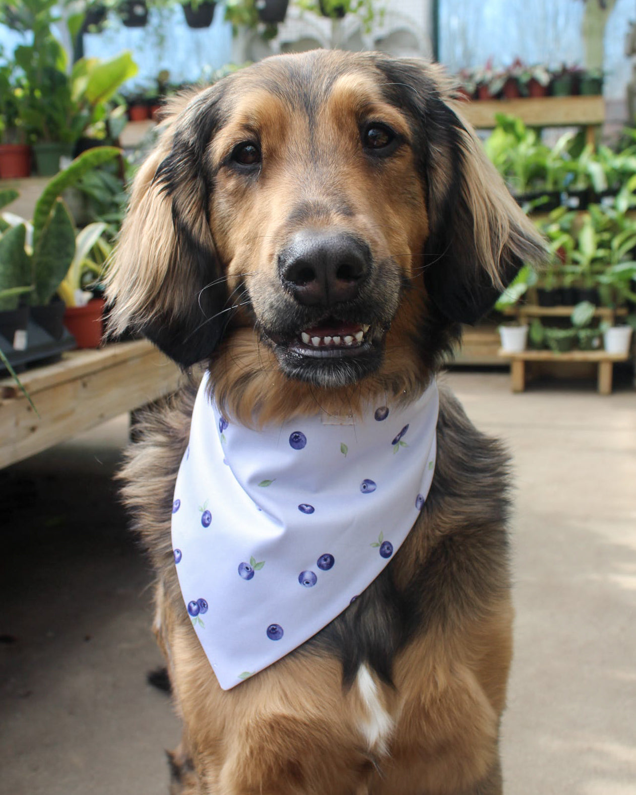 Dog wearing a white bandana with blue patterns in an outdoor setting with plants.