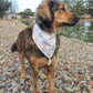 Dog wearing a bandana by a pond