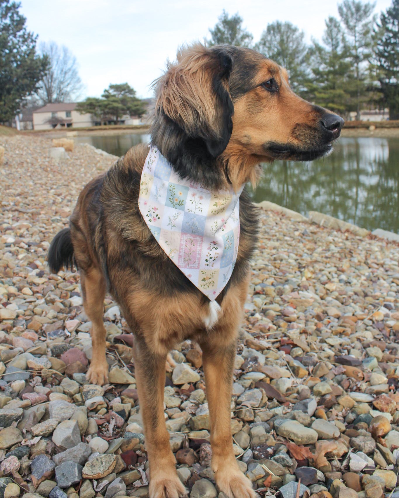 Dog wearing a bandana by a pond