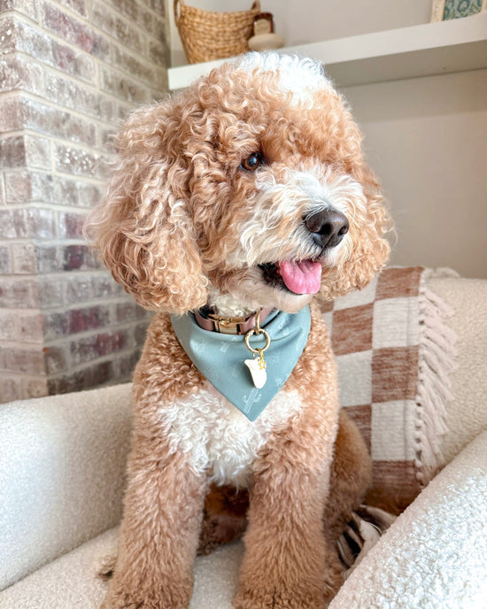 Brown dog with a blue bandana sitting on a couch.