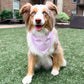 Dog wearing a pink bandana sitting on grass with a building in the background