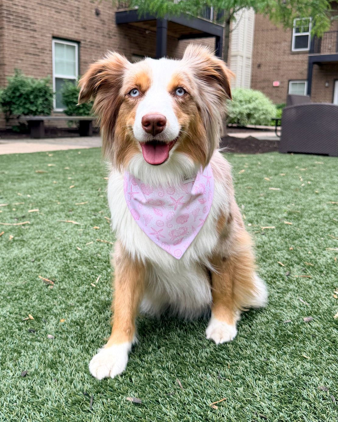 Dog wearing a pink bandana sitting on grass with a building in the background