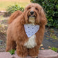 Brown dog with a white bandana standing on a stone path outdoors