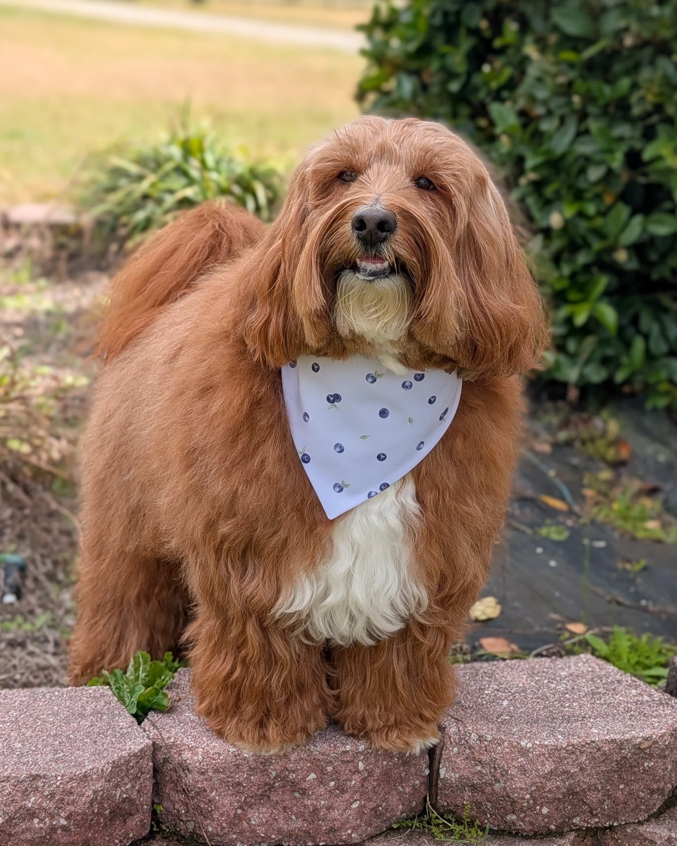 Brown dog with a white bandana standing on a stone path outdoors