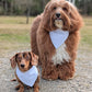 Two dogs, one larger and one smaller, wearing white bandanas standing on a gravel path with a natural background.
