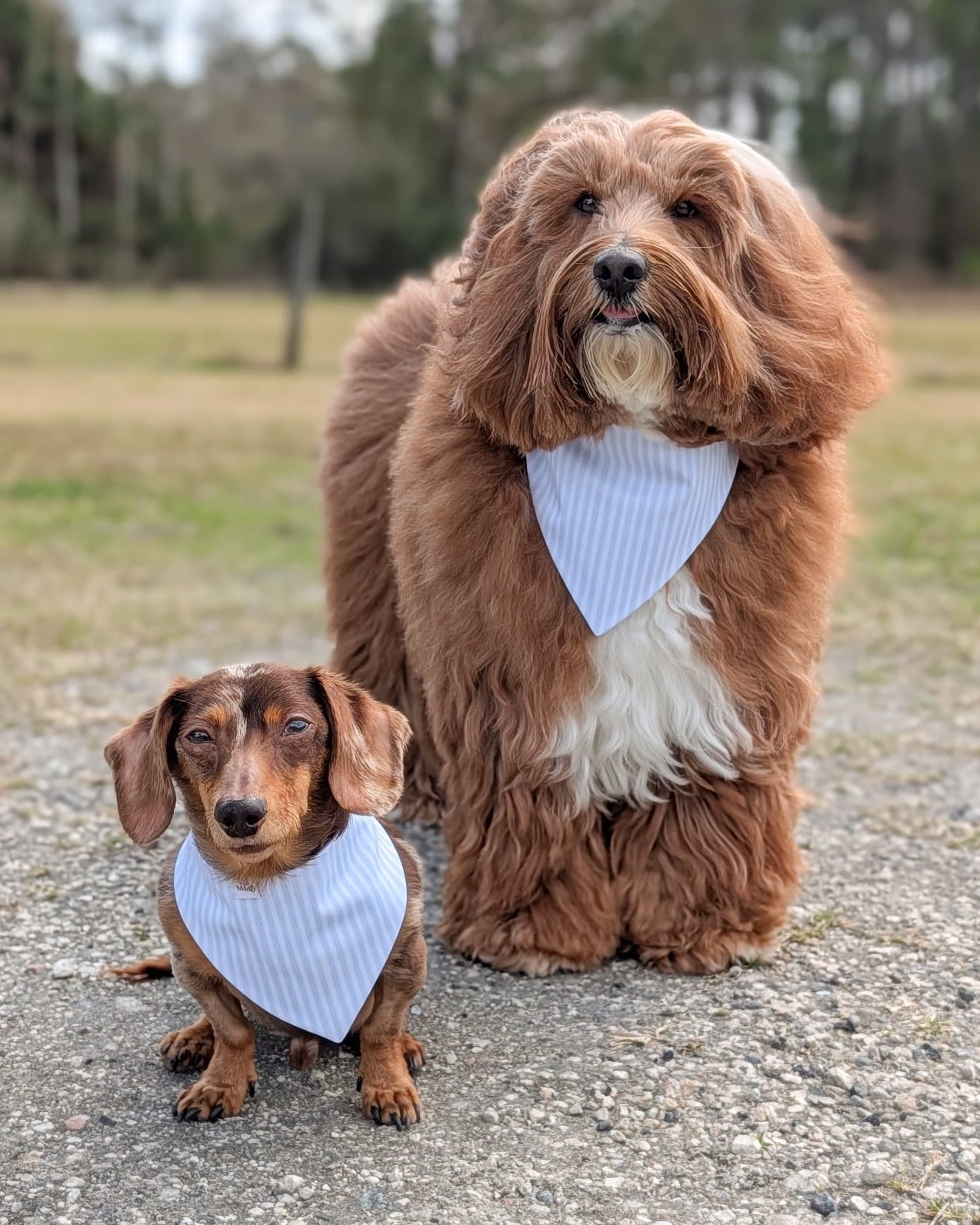 Two dogs, one larger and one smaller, wearing white bandanas standing on a gravel path with a natural background.