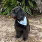 Black dog wearing a blue bandana sitting on a dirt ground with green plants in the background