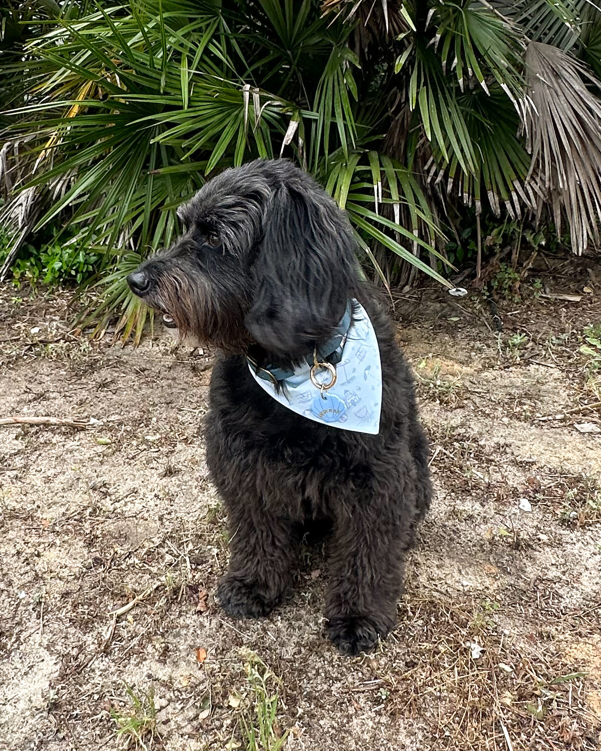 Black dog wearing a blue bandana sitting on a dirt ground with green plants in the background