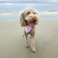 Dog with a bandana standing on a sandy beach with ocean waves in the background
