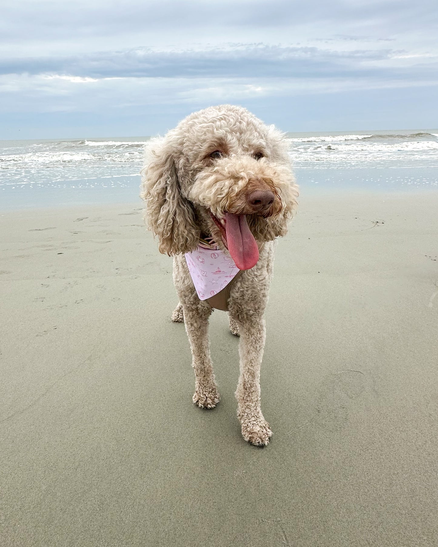 Dog with a bandana standing on a sandy beach with ocean waves in the background