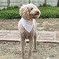 Dog wearing a bandana standing outdoors on a gravel surface with a wooden fence and greenery in the background.