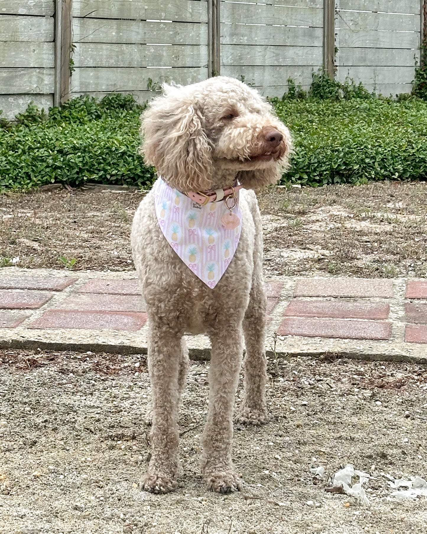 Dog wearing a bandana standing outdoors on a gravel surface with a wooden fence and greenery in the background.