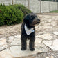 Black dog wearing a bandana standing on a stone path with a garden and house in the background.