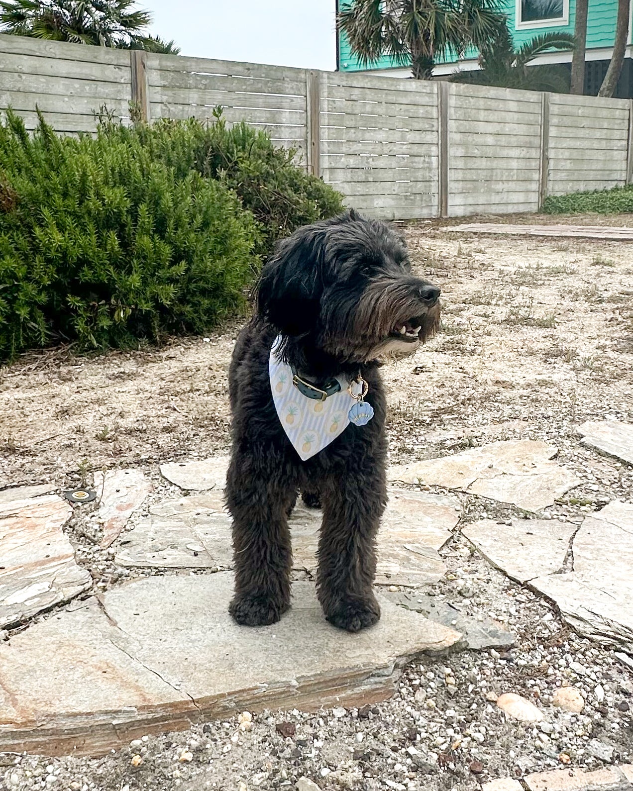 Black dog wearing a bandana standing on a stone path with a garden and house in the background.