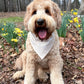 Dog with a bandana sitting in a garden with daffodils