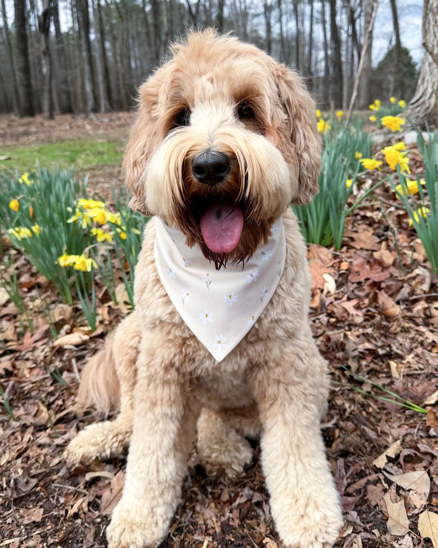 Dog with a bandana sitting in a garden with daffodils