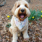 Dog wearing a bandana in a forest setting with fallen leaves and flowers.