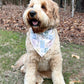 Dog wearing a bandana in a forest setting