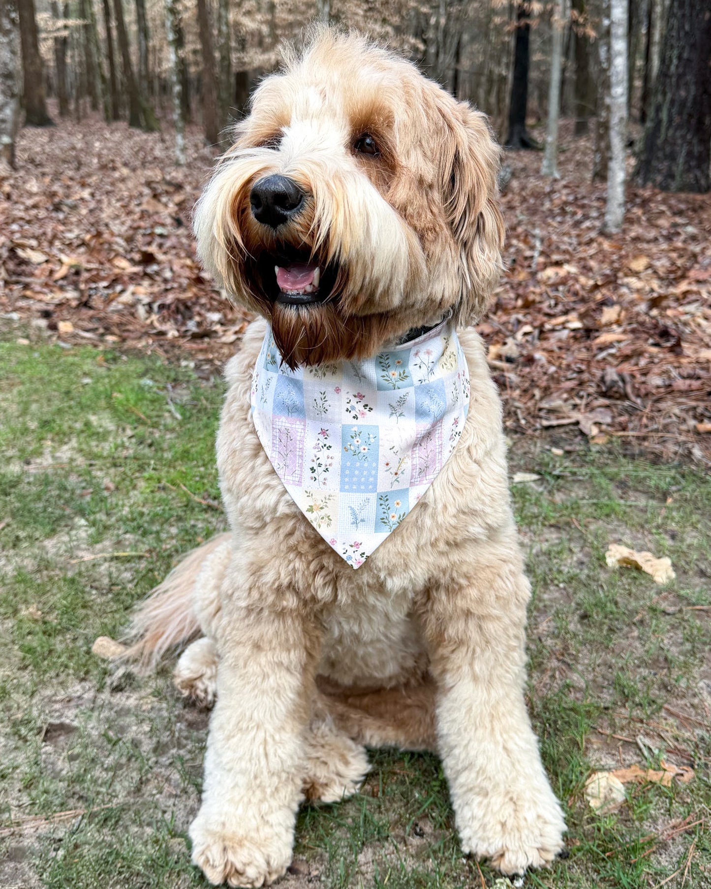 Dog wearing a bandana in a forest setting