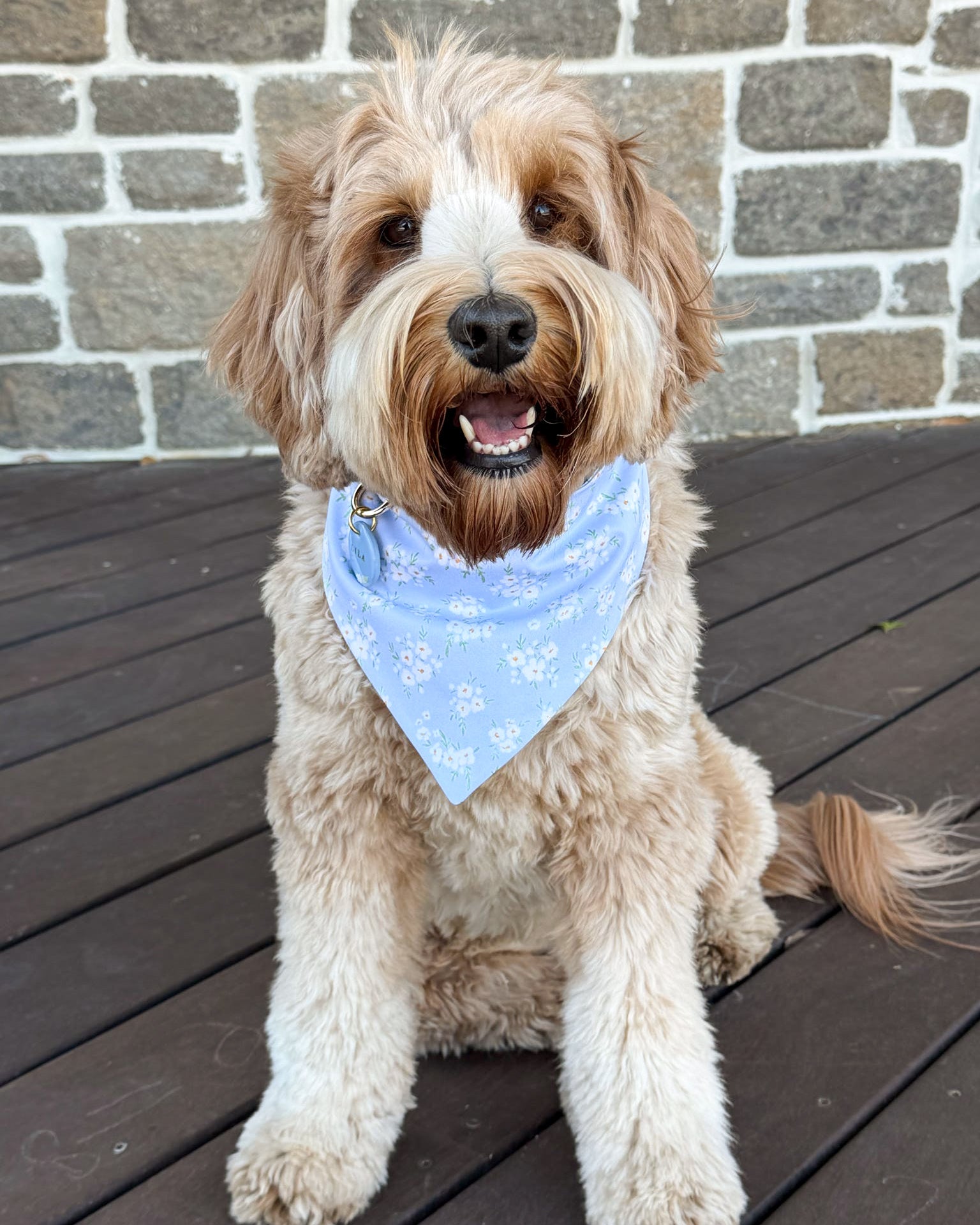 Dog wearing a blue bandana sitting on a wooden deck with a stone wall background
