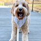 Dog wearing a bandana on a wooden deck