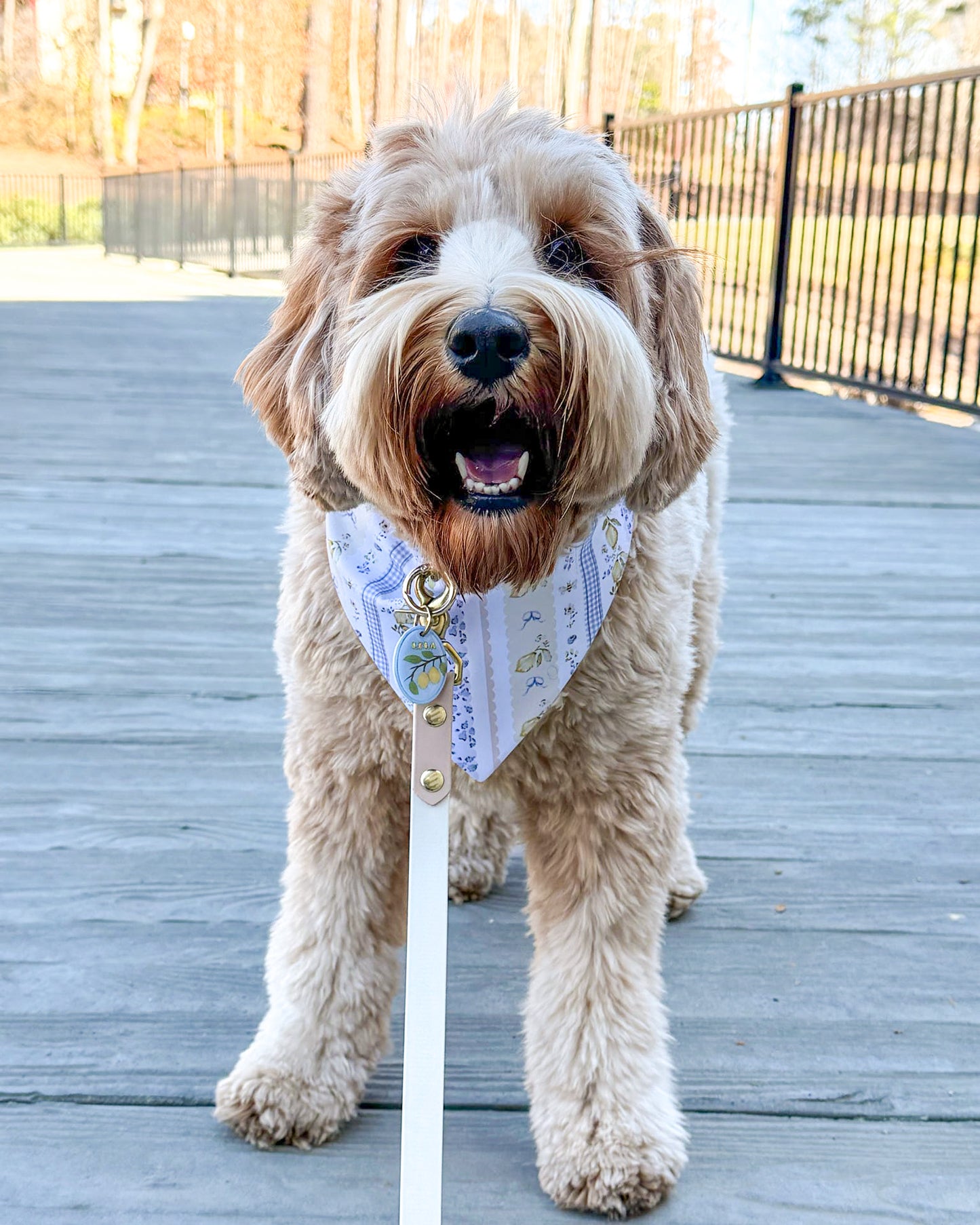 Dog wearing a bandana on a wooden deck