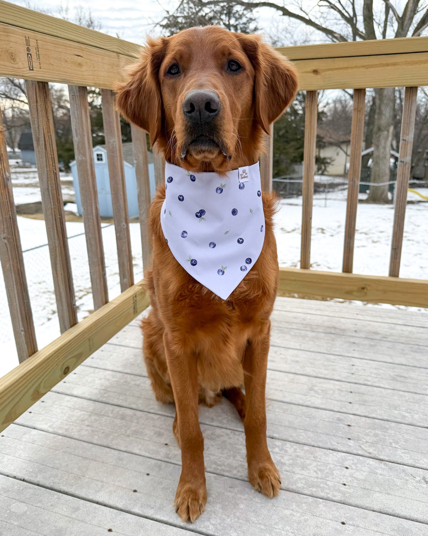 Brown dog wearing a white bandana with purple polka dots on a wooden deck.