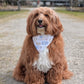 Brown dog with a white bandana sitting on a gravel path