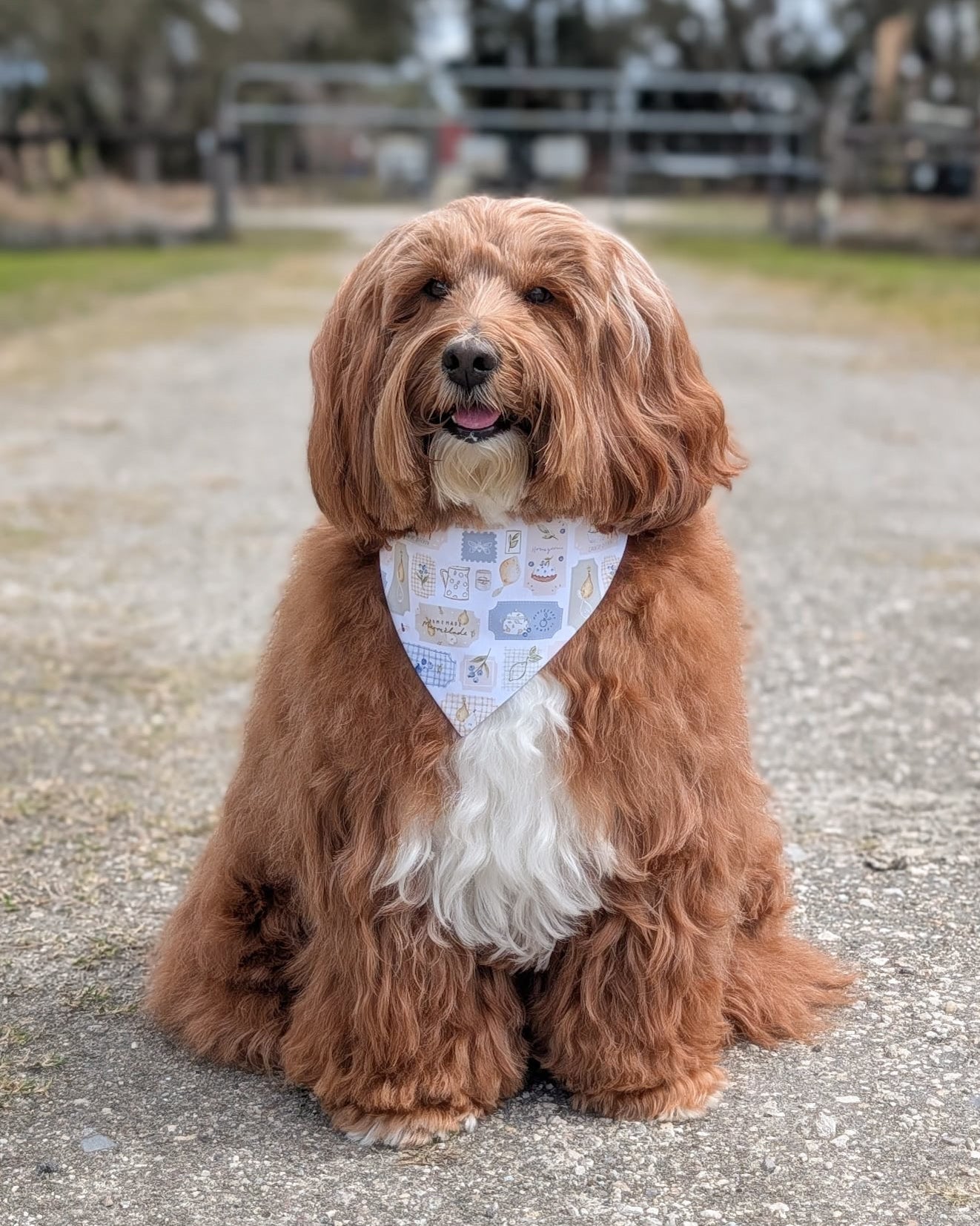 Brown dog with a white bandana sitting on a gravel path