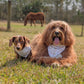 Two dogs sitting on grass with a horse in the background