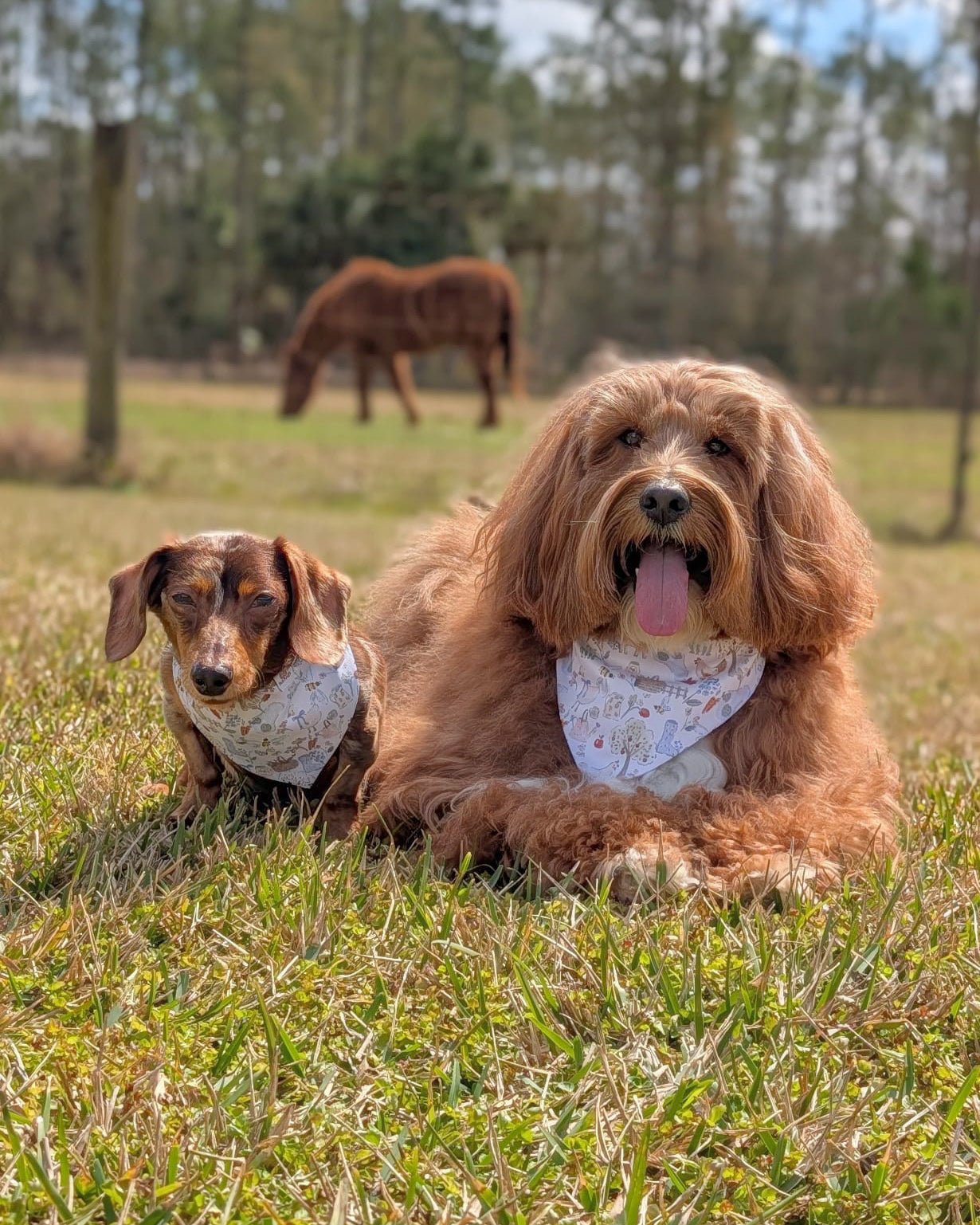 Two dogs sitting on grass with a horse in the background