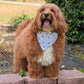 Brown dog with a white bandana standing on stone steps outdoors