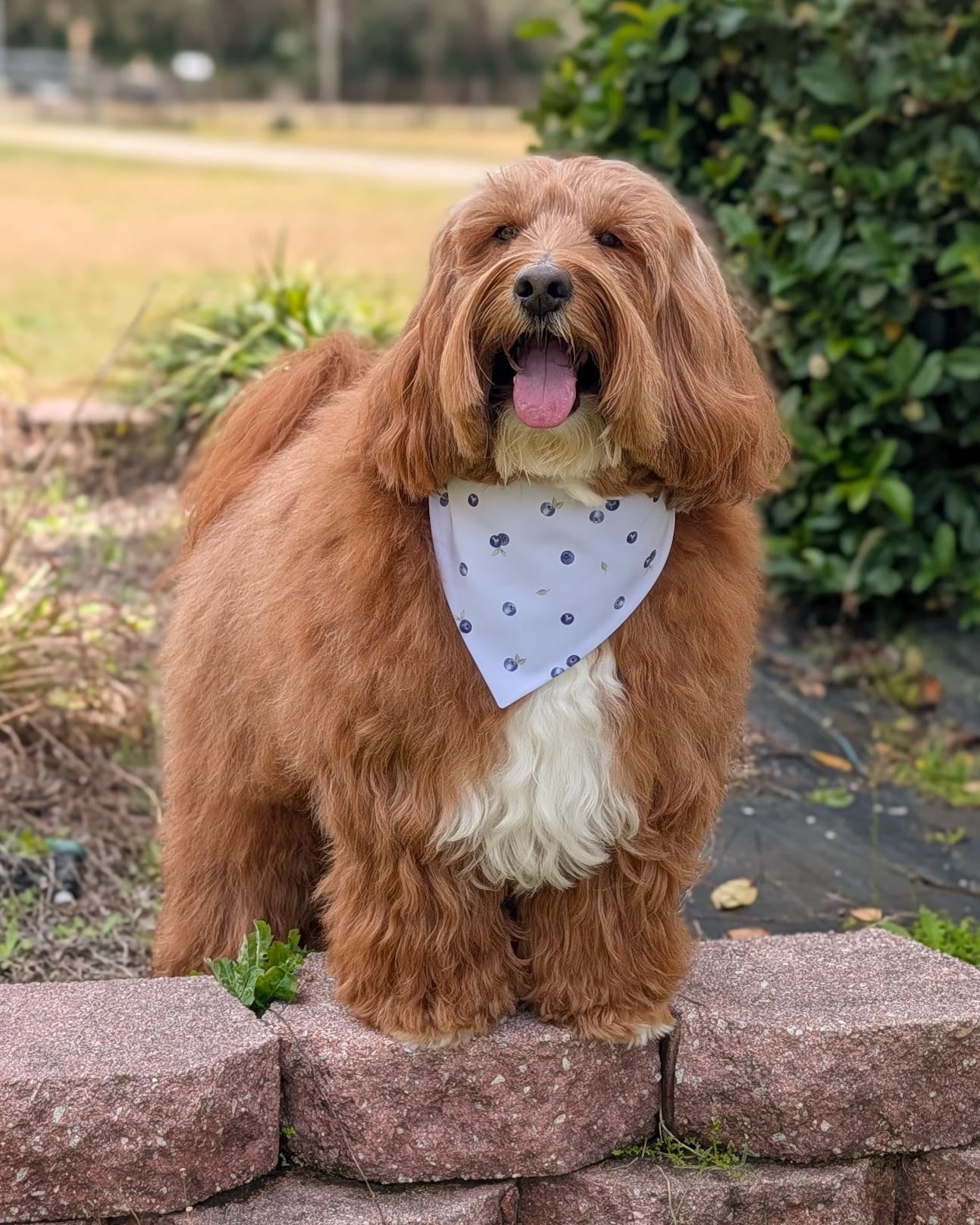 Brown dog with a white bandana standing on stone steps outdoors