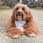 Brown dog wearing a bandana sitting on a gravel path with trees in the background