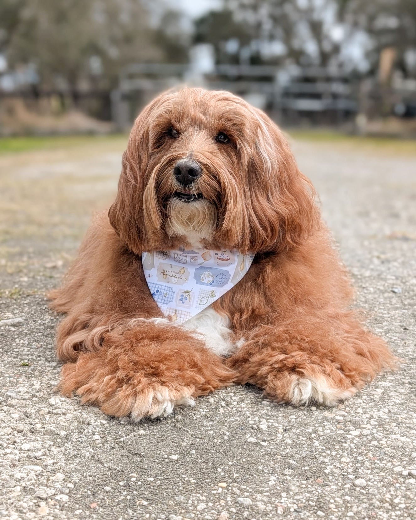 Brown dog wearing a bandana sitting on a gravel path with trees in the background